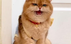 国产精品99久久久久久久女警